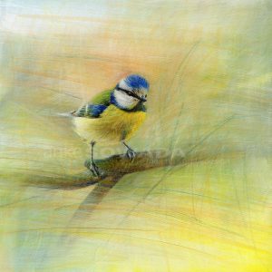 "Meise" 30x30cm, Leinwand