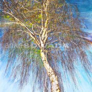 "Hängebirke" 70x100cm, Leinwand