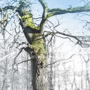 Bild-Baum-Eiche-Hütewald